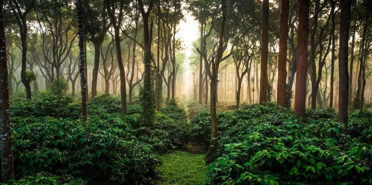 Coorg-Coffee-Estates